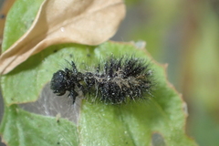 Euphydryas chalcedona