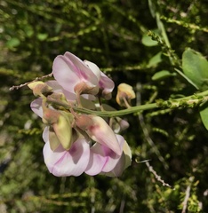 Lathyrus vestitus alefeldii