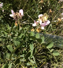 Lathyrus vestitus alefeldii