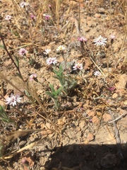 Lessingia tenuis