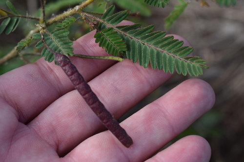 Angiquinho (Aeschynomene denticulata)