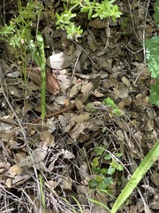 Plestiodon gilberti placerensis