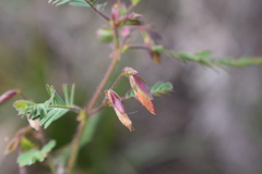 Aeschynomene denticulata