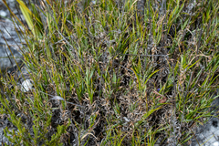 Pseudopentameris macrantha