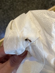 Camponotus floridanus