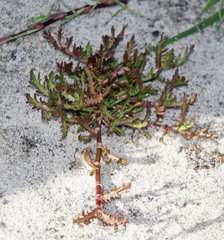 Laurembergia repens
