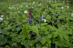 Lathyrus vernus
