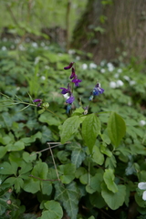 Lathyrus vernus