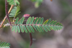 Aeschynomene denticulata