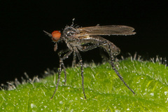 Rhamphomyia