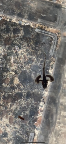 Warty poacher (Chesnonia verrucosa) — Agonidae