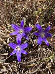 Brodiaea terrestris