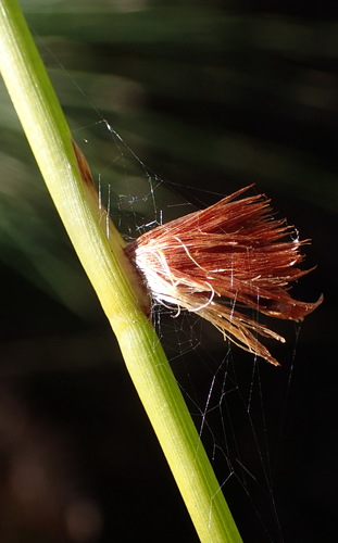 Image of Chrysitrix capensis by (c) Nicola van Berkel, some rights reserved (CC BY-SA)