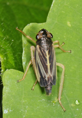 Evacanthus nigramericanus