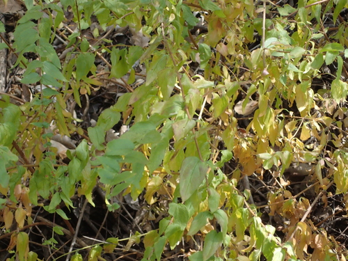iNaturalist observation photo of flowering plants