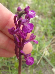 Platystoma seminationis