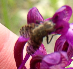 Platystoma seminationis