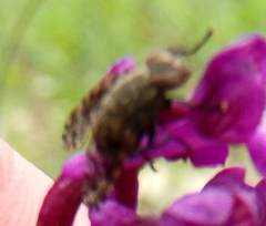 Platystoma seminationis