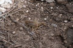 Chihuahuanus russelli