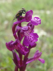 Platystoma seminationis