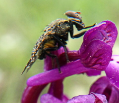 Platystoma seminationis