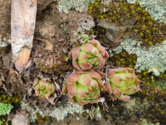 Sempervivum caucasicum