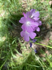 Sidalcea neomexicana