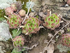 Sempervivum caucasicum