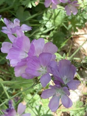 Sidalcea neomexicana