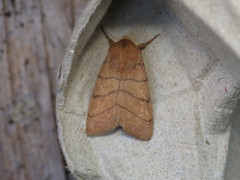 Charanyca trigrammica