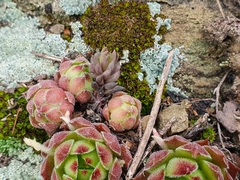 Sempervivum caucasicum