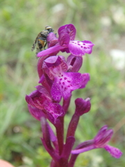 Platystoma seminationis