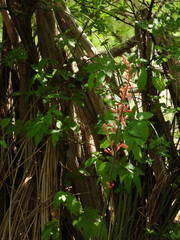 Hesperaloe parviflora