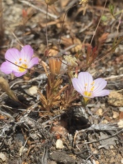 Leptosiphon liniflorus
