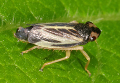 Evacanthus nigramericanus