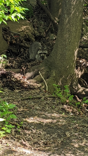 Common Raccoon photographed in Missouri