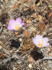 Leptosiphon liniflorus