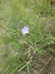 Linum nervosum