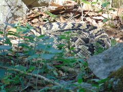 Crotalus totonacus