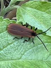 Trichalus ampliatus