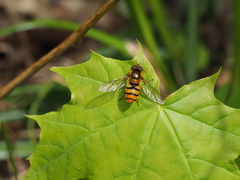 Epistrophe melanostoma