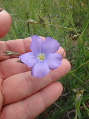 Linum nervosum