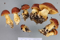 Aureonarius rubrodactylus