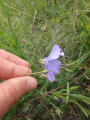 Linum nervosum