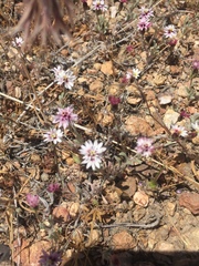 Lessingia tenuis