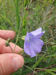 Linum nervosum