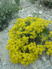 Odontarrhena obtusifolia