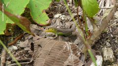 Cnemidophorus ruatanus