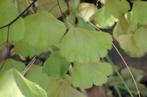 iNaturalist observation photo of black maidenhair fern