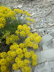 Odontarrhena obtusifolia